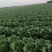 河北白菜，玲珑黄白菜一手货源视频看货品质保证以质论价产地