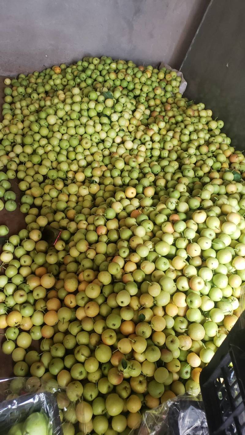 攀枝花早白蜜丁香梨欢迎对接专业产地代办口感脆甜化渣