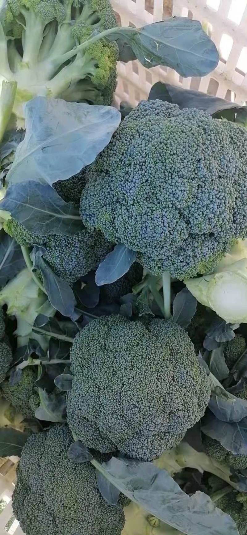 耐寒优秀精品西兰花，品质保证，大量供应，欢迎订购
