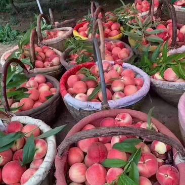 陕西省礼泉县大量纸袋突围水蜜桃即将大量成熟上市了