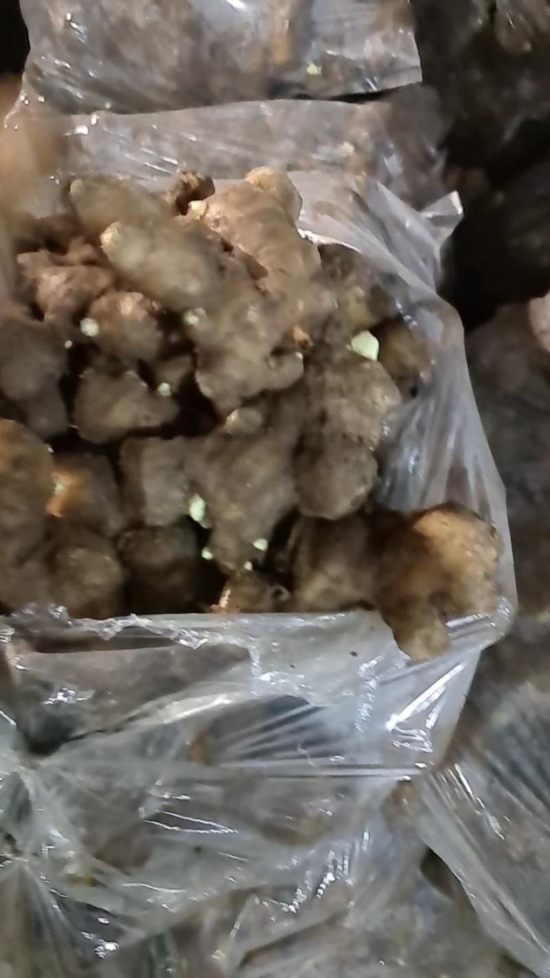 山东生姜生姜种子货源充足产地直发可视频看货
