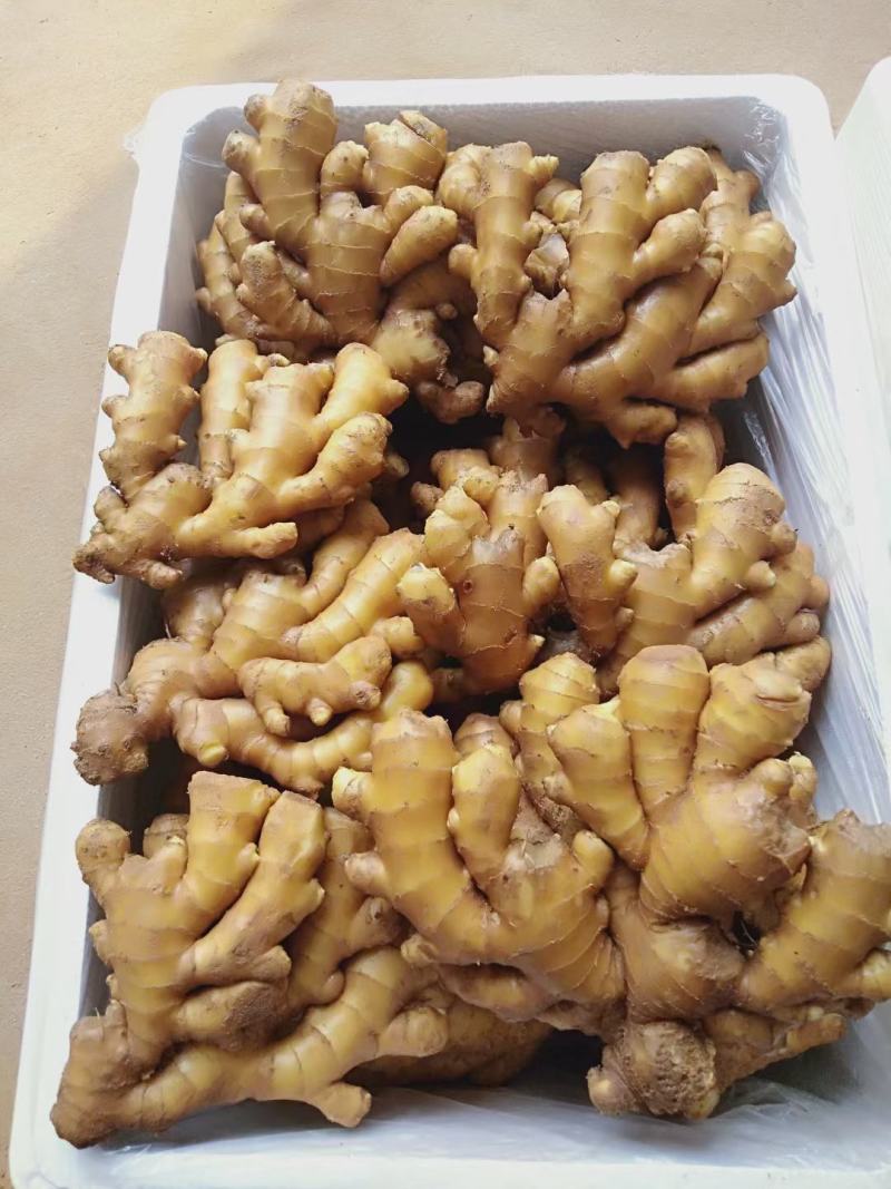 山东生姜生姜种子货源充足产地直发可视频看货