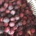 杨梅品种荸荠梅，【冷冻】保存，原汁原味，果汁原料，对接加工厂