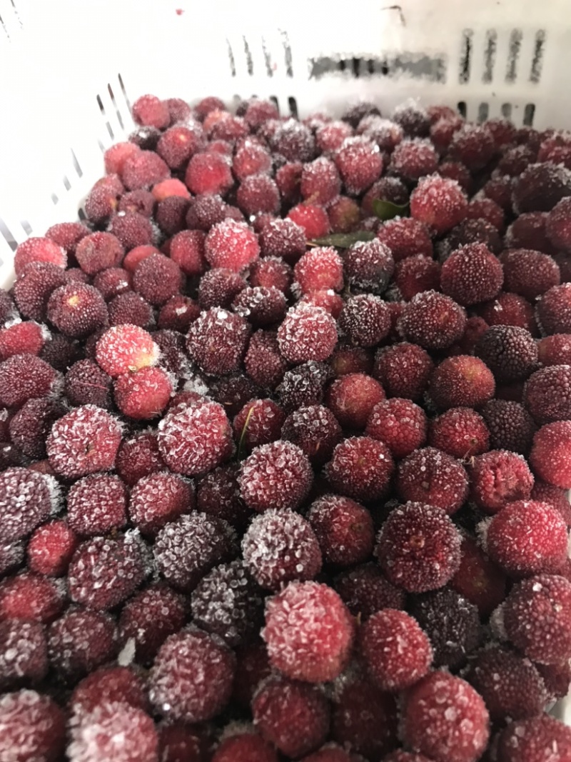 杨梅品种荸荠梅，【冷冻】保存，原汁原味，果汁原料，对接加工厂