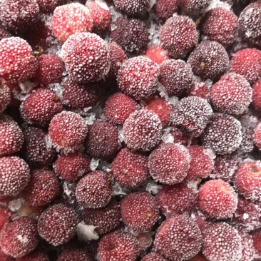 杨梅品种荸荠梅，【冷冻】保存，原汁原味，果汁原料，对接加工厂