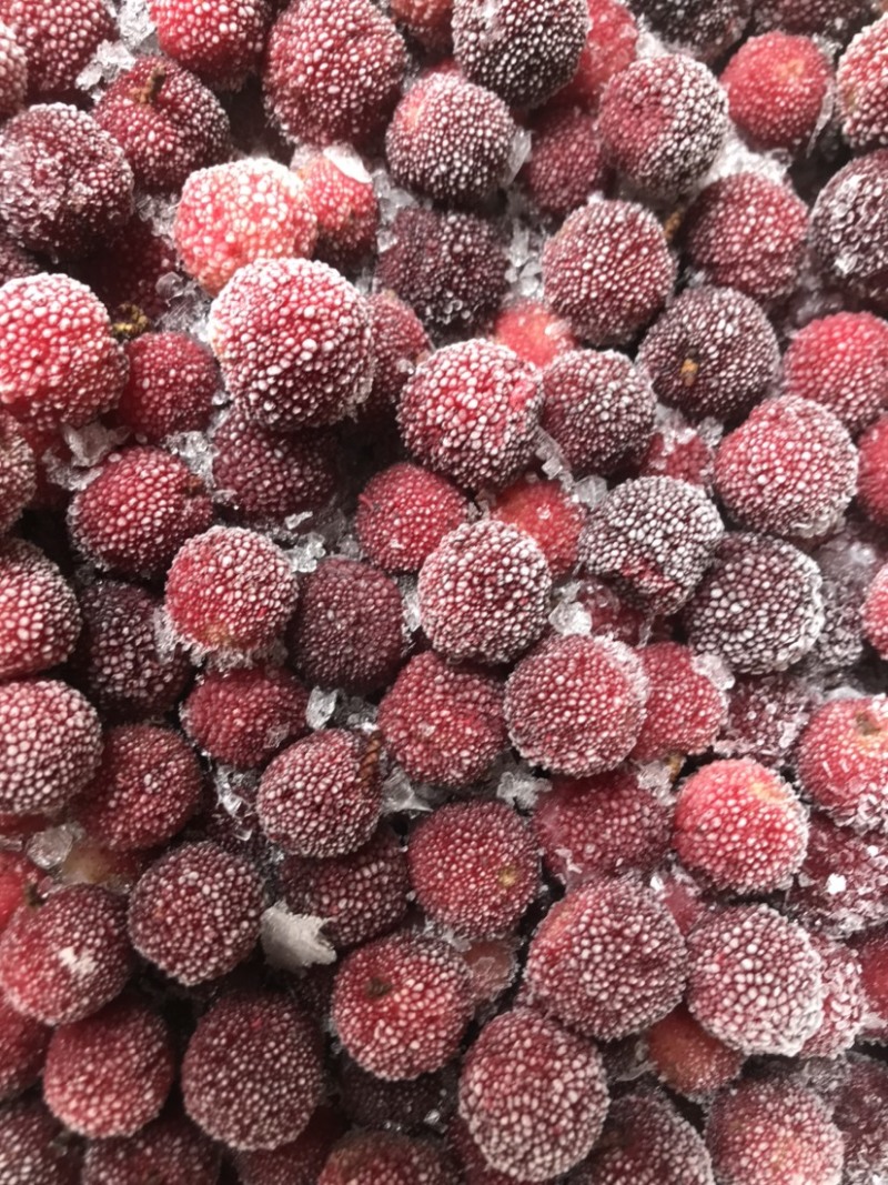 杨梅品种荸荠梅，【冷冻】保存，原汁原味，果汁原料，对接加工厂