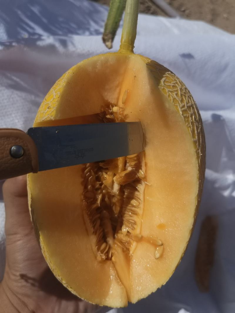 精品内蒙黄皮哈密瓜产地直发欢迎客户前来采购品种多