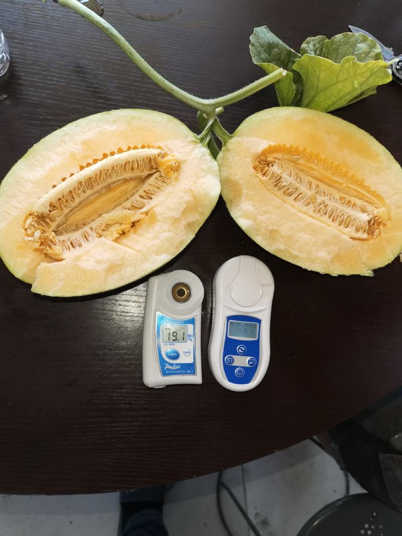 精品内蒙黄皮哈密瓜产地直发欢迎客户前来采购品种多