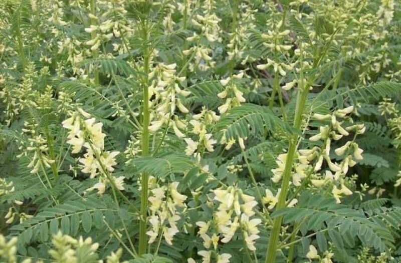 四季黄芪种子野生特级种籽中草药黄芪种植苗铁杆黄芪绵杆黄芪