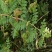 四季黄芪种子野生特级种籽中草药黄芪种植苗铁杆黄芪绵杆黄芪