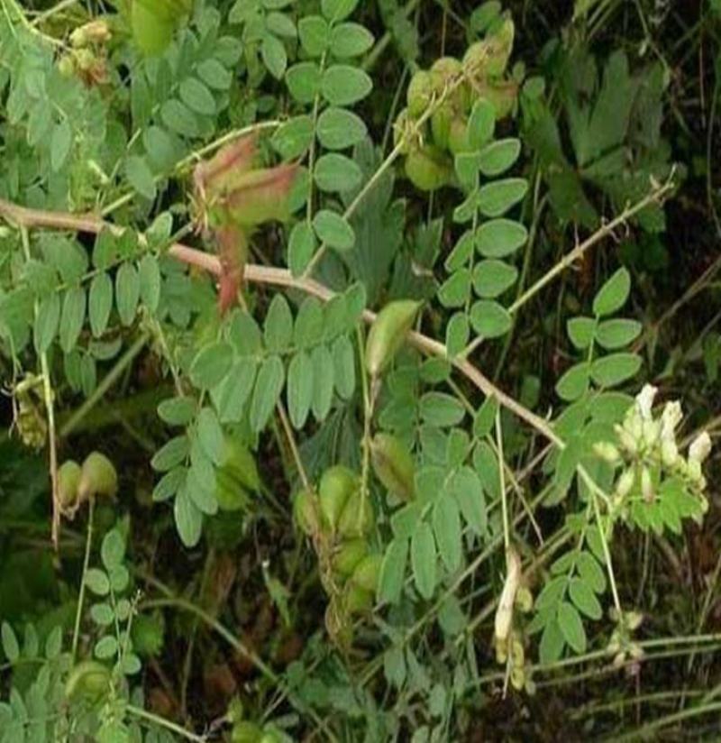 四季黄芪种子野生特级种籽中草药黄芪种植苗铁杆黄芪绵杆黄芪