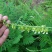 四季黄芪种子野生特级种籽中草药黄芪种植苗铁杆黄芪绵杆黄芪