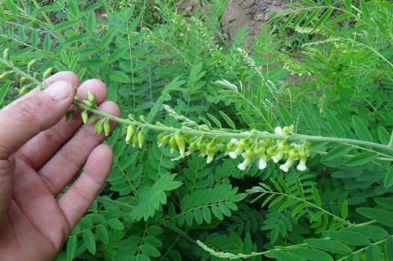 四季黄芪种子野生特级种籽中草药黄芪种植苗铁杆黄芪绵杆黄芪