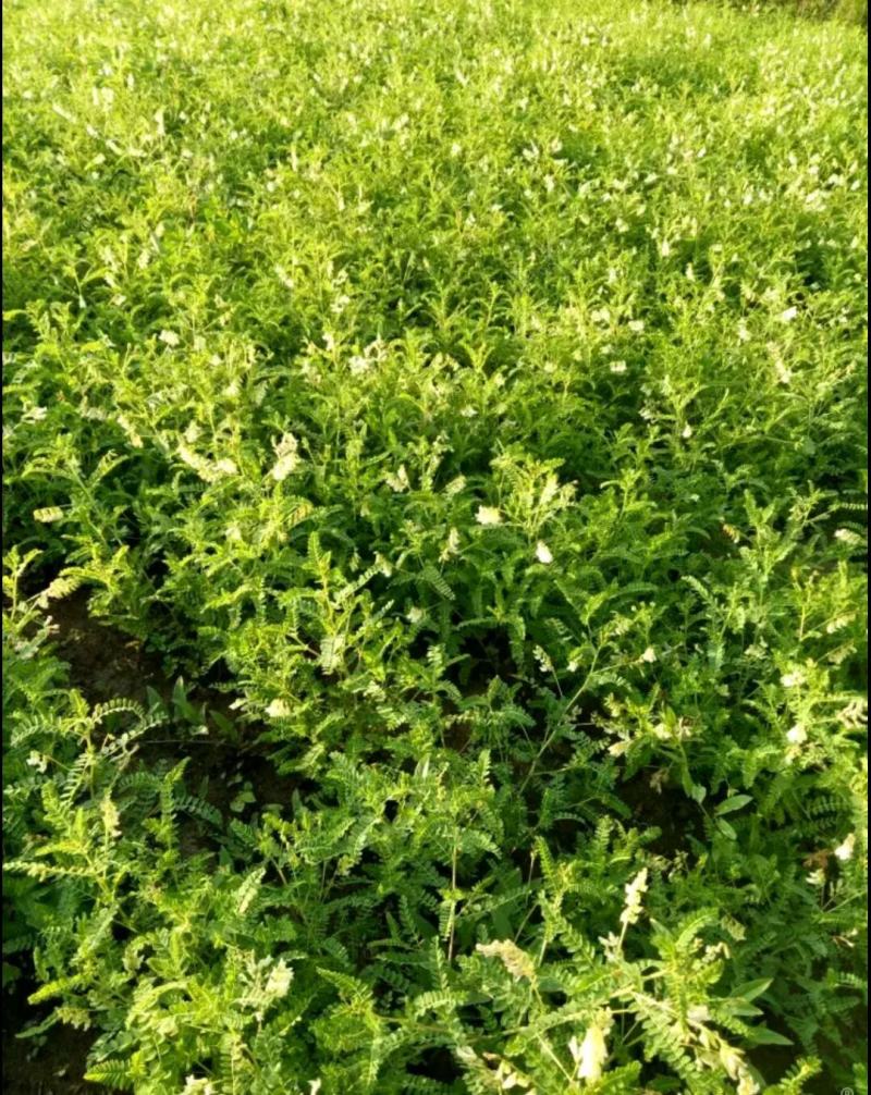 四季黄芪种子野生特级种籽中草药黄芪种植苗铁杆黄芪绵杆黄芪