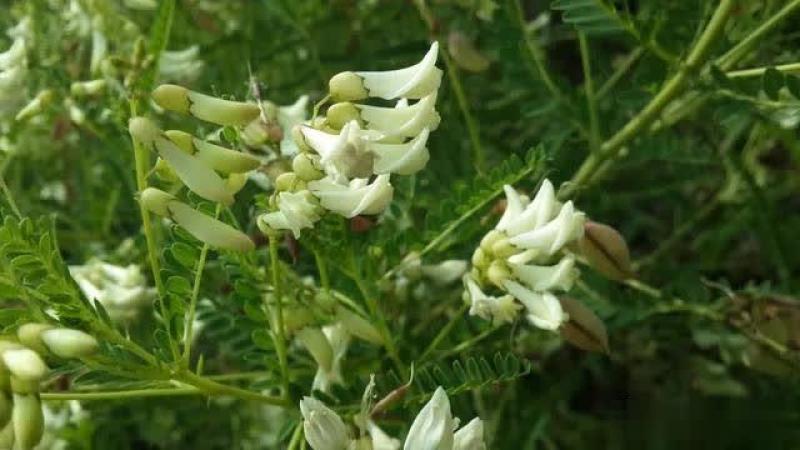 四季黄芪种子野生特级种籽中草药黄芪种植苗铁杆黄芪绵杆黄芪