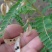 四季黄芪种子野生特级种籽中草药黄芪种植苗铁杆黄芪绵杆黄芪
