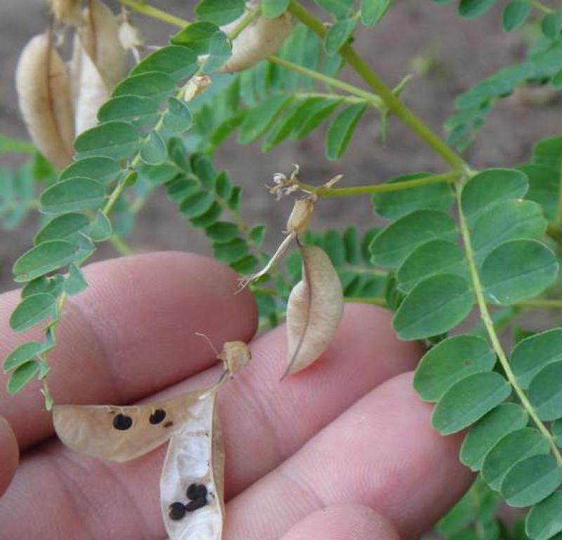 四季黄芪种子野生特级种籽中草药黄芪种植苗铁杆黄芪绵杆黄芪