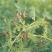 四季黄芪种子野生特级种籽中草药黄芪种植苗铁杆黄芪绵杆黄芪