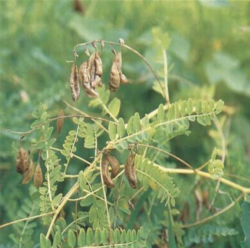 四季黄芪种子野生特级种籽中草药黄芪种植苗铁杆黄芪绵杆黄芪