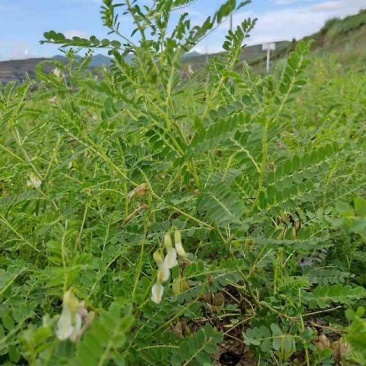 四季黄芪种子野生特级种籽中草药黄芪种植苗铁杆黄芪绵杆黄芪