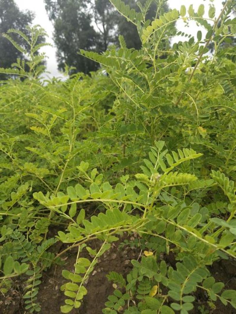 四季黄芪种子野生特级种籽中草药黄芪种植苗铁杆黄芪绵杆黄芪