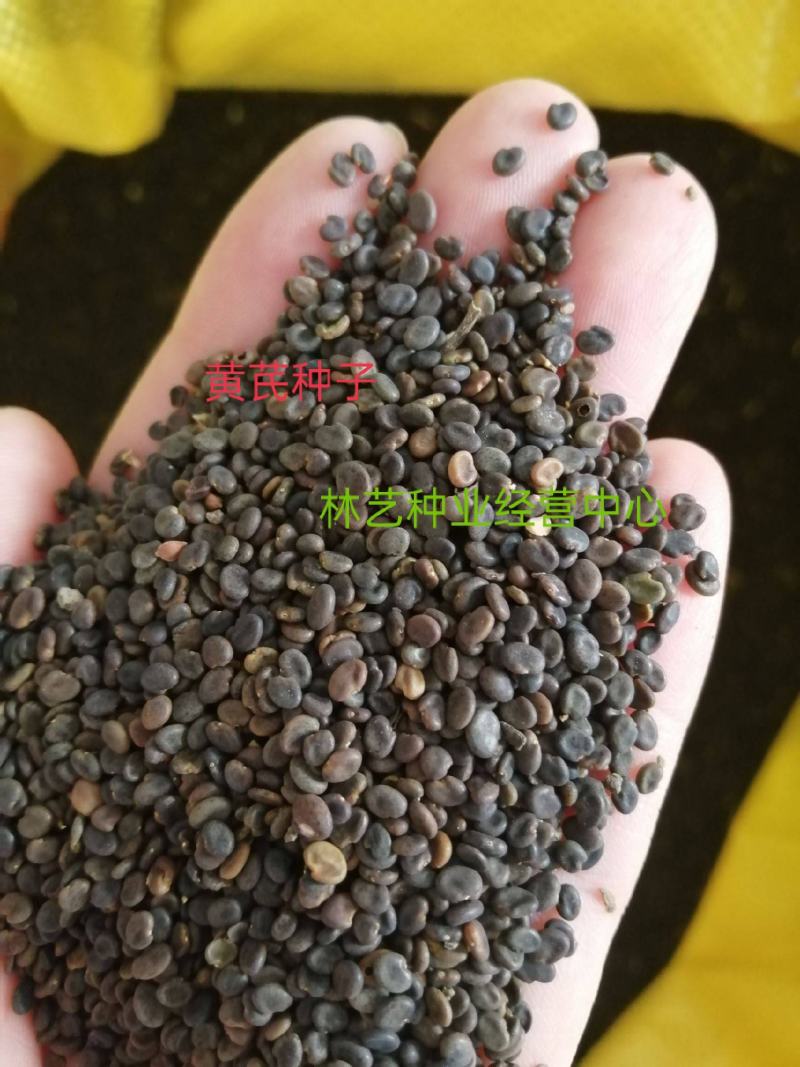 四季黄芪种子野生特级种籽中草药黄芪种植苗铁杆黄芪绵杆黄芪