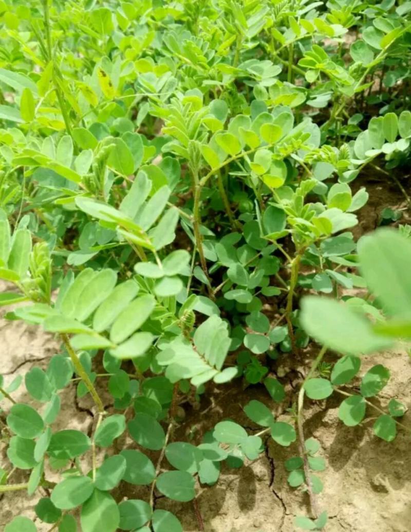 四季黄芪种子野生特级种籽中草药黄芪种植苗铁杆黄芪绵杆黄芪