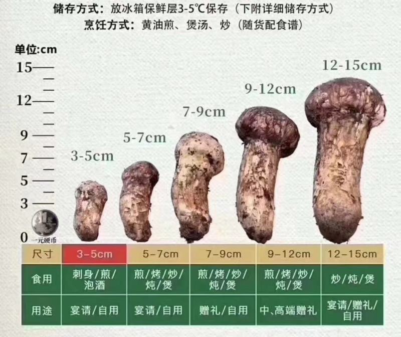 四川省甘孜州稻城亚丁2021新鲜野生松茸（顺丰包邮）