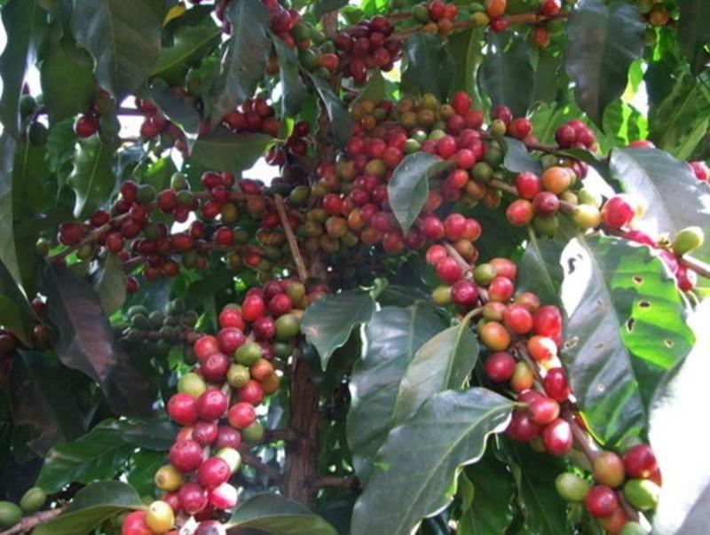 当年新采咖啡种子咖啡树种子日常饮用植物种子咖啡豆种子