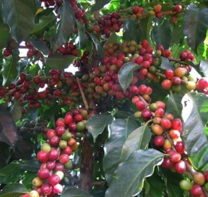 当年新采咖啡种子咖啡树种子日常饮用植物种子咖啡豆种子