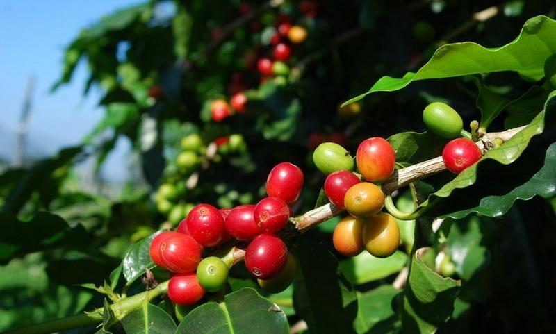 当年新采咖啡种子咖啡树种子日常饮用植物种子咖啡豆种子
