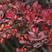 红叶小檗种子红叶小波紫叶小檗种子彩色绿化树种子
