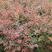 红叶小檗种子红叶小波紫叶小檗种子彩色绿化树种子