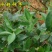 水蜡种子水蜡树水蜡树苗种子绿化苗木提供种植技术