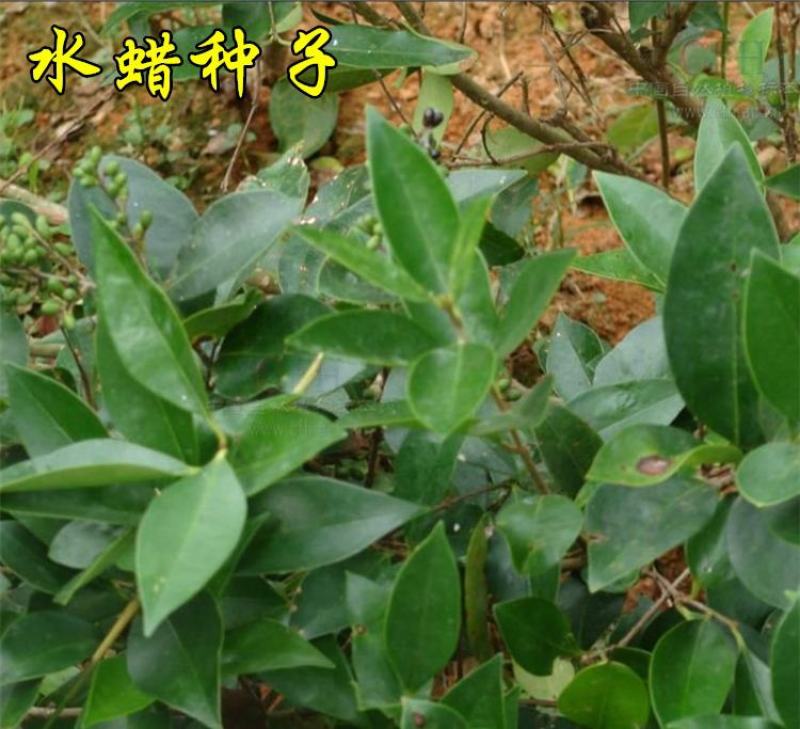 水蜡种子水蜡树水蜡树苗种子绿化苗木提供种植技术