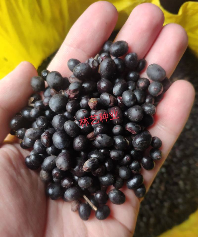 水蜡种子水蜡树水蜡树苗种子绿化苗木提供种植技术