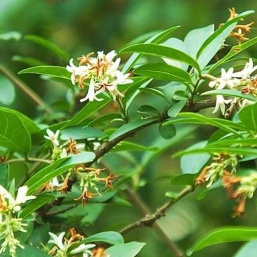 水蜡种子水蜡树水蜡树苗种子绿化苗木提供种植技术