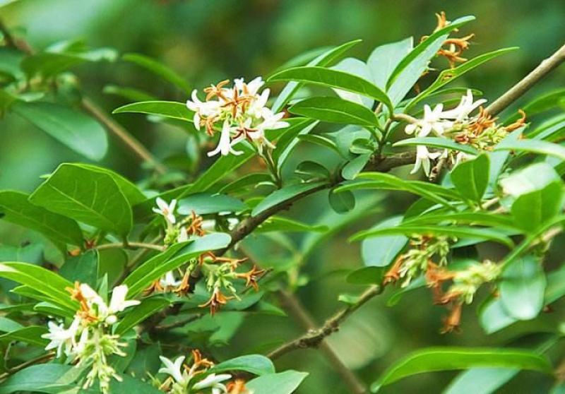 水蜡种子水蜡树水蜡树苗种子绿化苗木提供种植技术