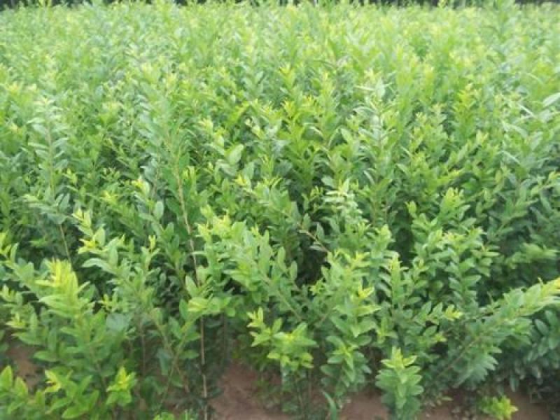 水蜡种子水蜡树水蜡树苗种子绿化苗木提供种植技术