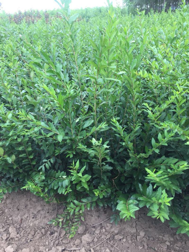 水蜡种子水蜡树水蜡树苗种子绿化苗木提供种植技术