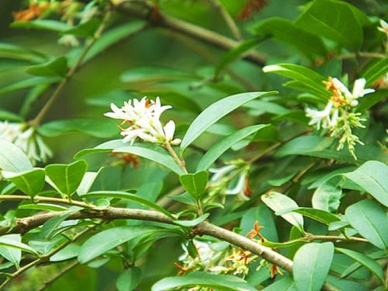 水蜡种子水蜡树水蜡树苗种子绿化苗木提供种植技术