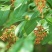 水蜡种子水蜡树水蜡树苗种子绿化苗木提供种植技术