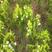 新采柏木种子林木种子柏木树种子新柏树种子常绿乔木