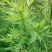 新采青蒿种子野生青蒿种子草蒿种子香蒿种子苦蒿种子