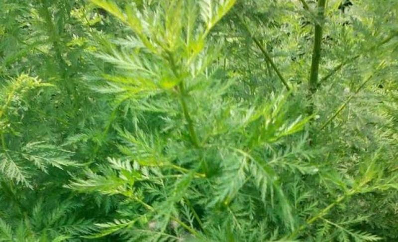 新采青蒿种子野生青蒿种子草蒿种子香蒿种子苦蒿种子