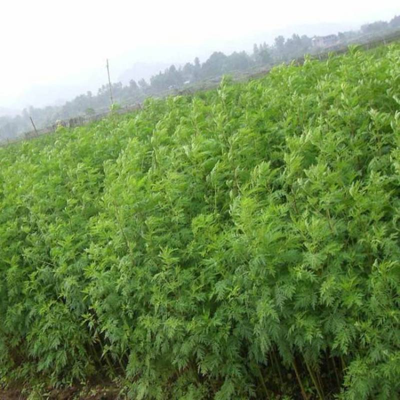 新采青蒿种子野生青蒿种子草蒿种子香蒿种子苦蒿种子