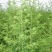新采青蒿种子野生青蒿种子草蒿种子香蒿种子苦蒿种子