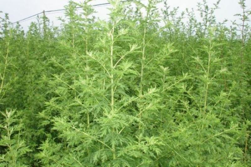 新采青蒿种子野生青蒿种子草蒿种子香蒿种子苦蒿种子