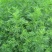 新采青蒿种子野生青蒿种子草蒿种子香蒿种子苦蒿种子