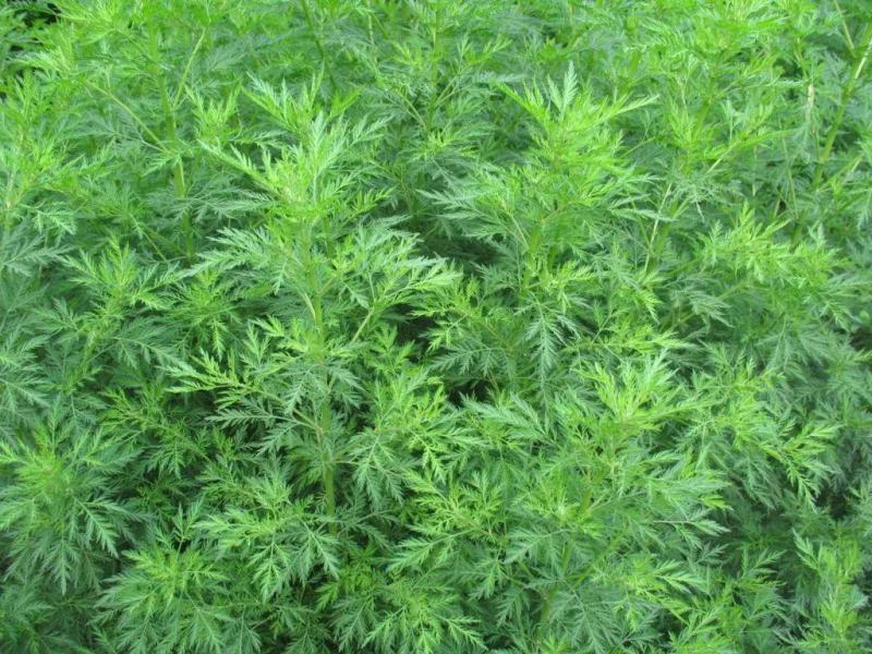 新采青蒿种子野生青蒿种子草蒿种子香蒿种子苦蒿种子